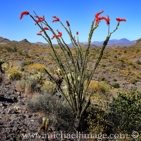 Ocotillo
Tonto National Forest, AZ. Ocotillo
Tonto National Forest, AZ.
